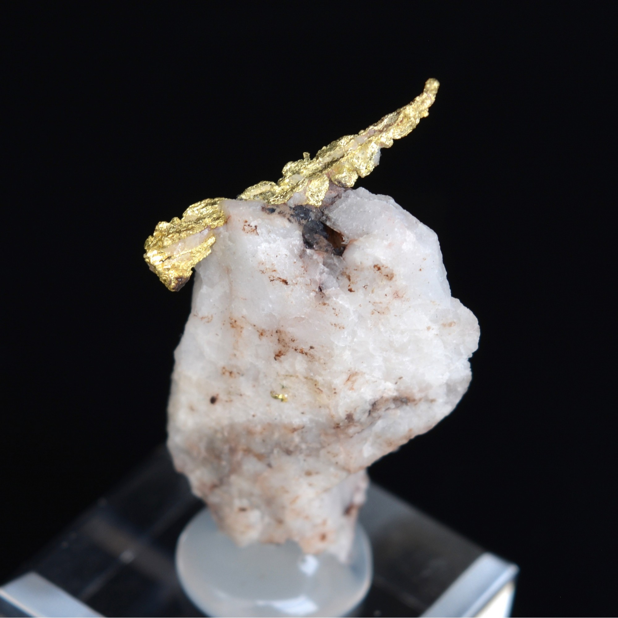 Cristallized gold on quartz - Aouint Ighoumane, Guelmim-Oued Noun region, Morocco