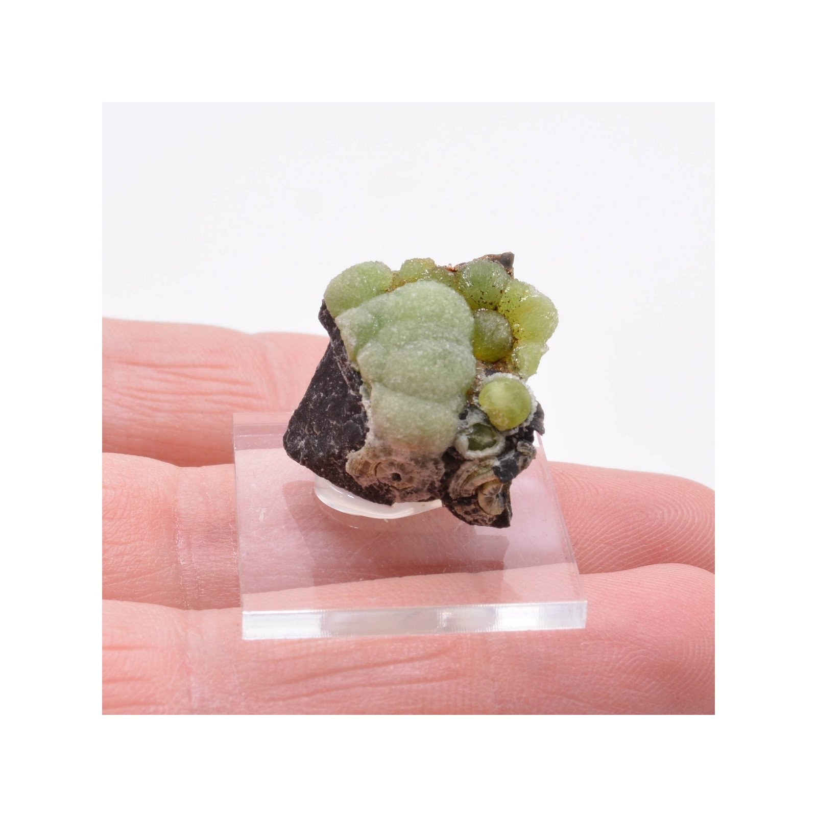 Wavellite - Mauldin, Arkansas, Etats-Unis