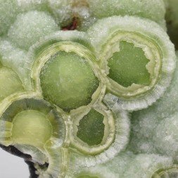 Wavellite - Mauldin, Arkansas, USA