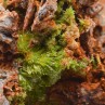 Pyromorphite - Saint-Salvy-de-la-Balme, Tarn, France