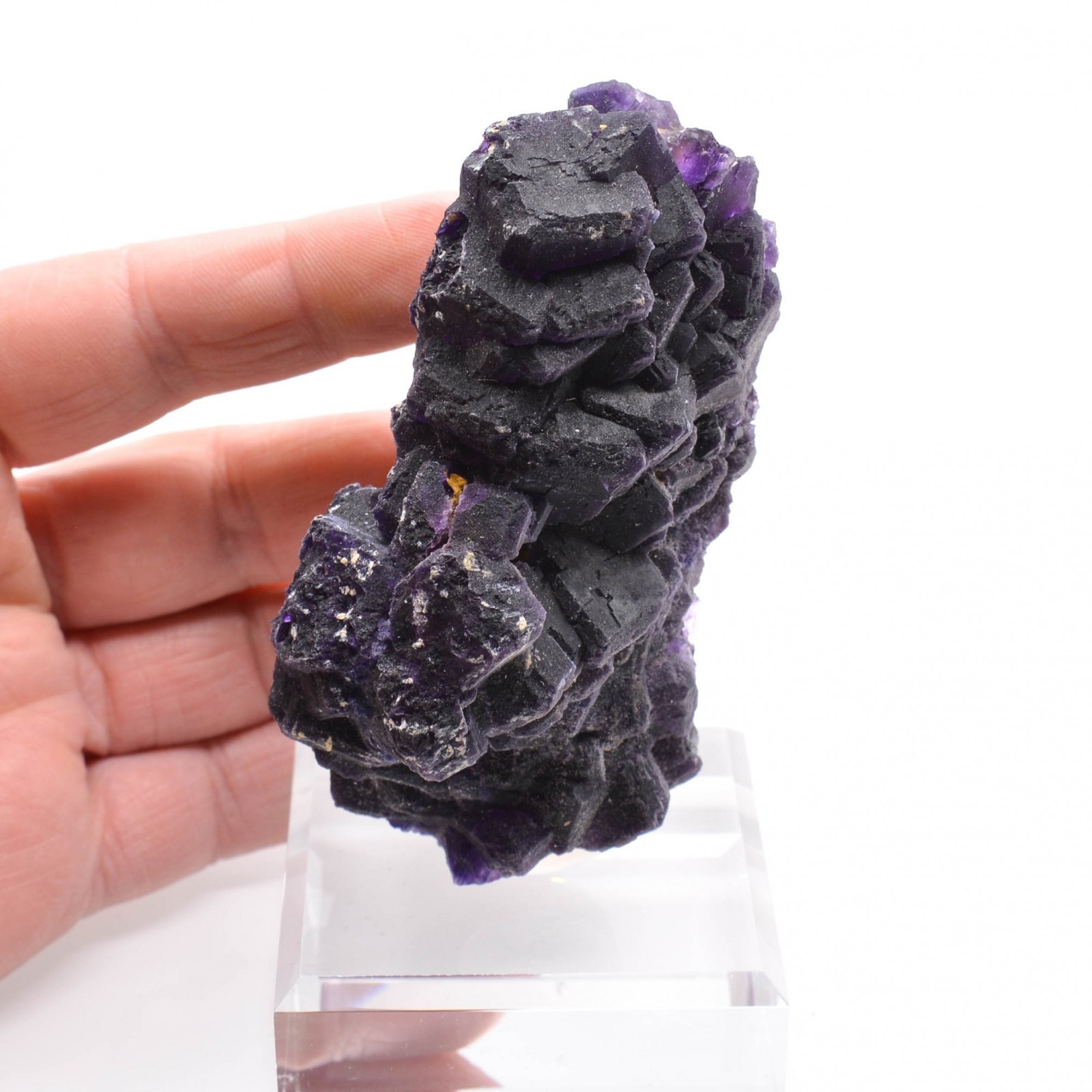 Fluorine - Foisches, Ardennes, France