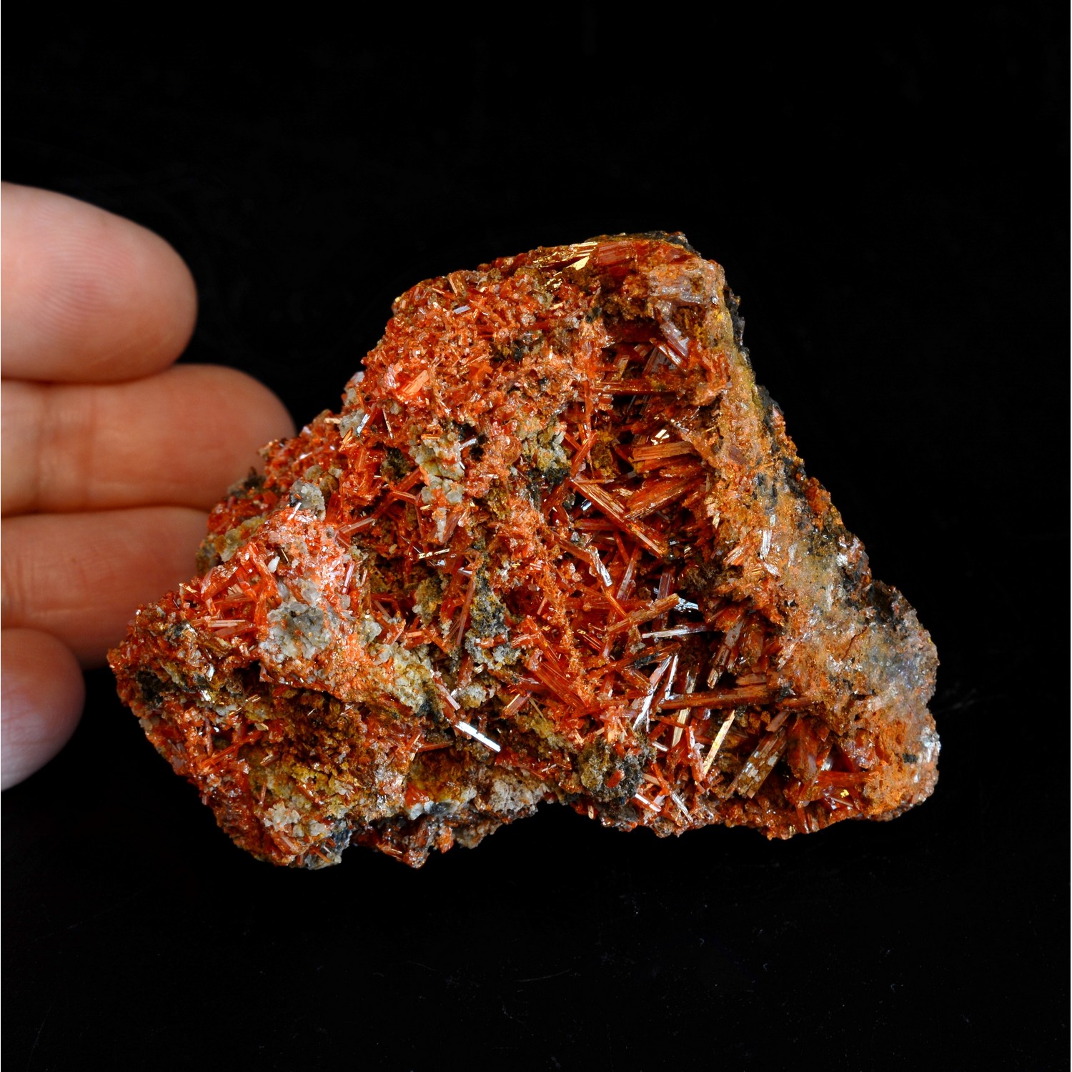 Crocodile - Red Lead Mine, Tasmania, Australia