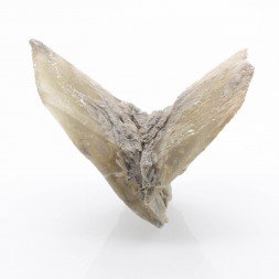 Gypsum - Monthyon, Seine-et-Marne, France