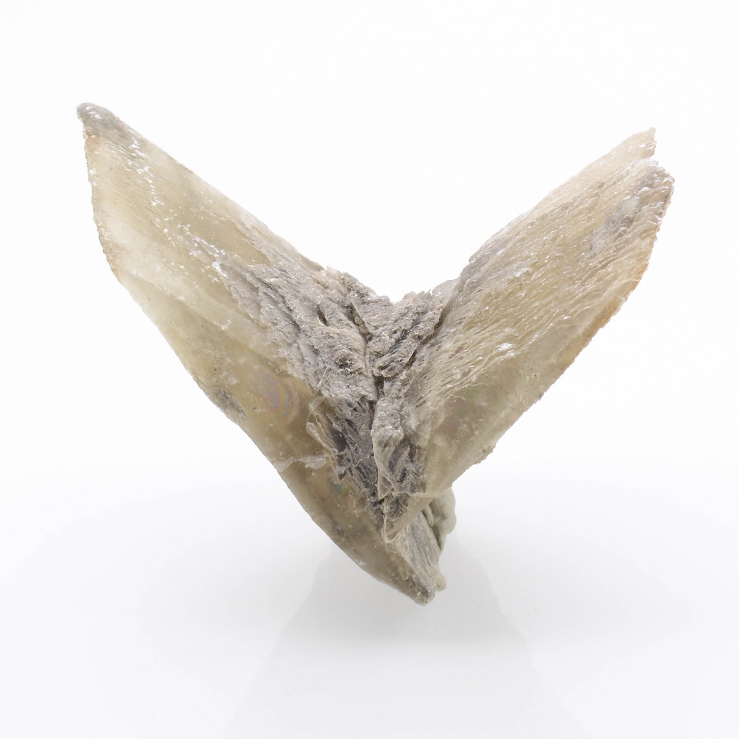 Gypsum  - Monthyon, Seine-et-Marne, France