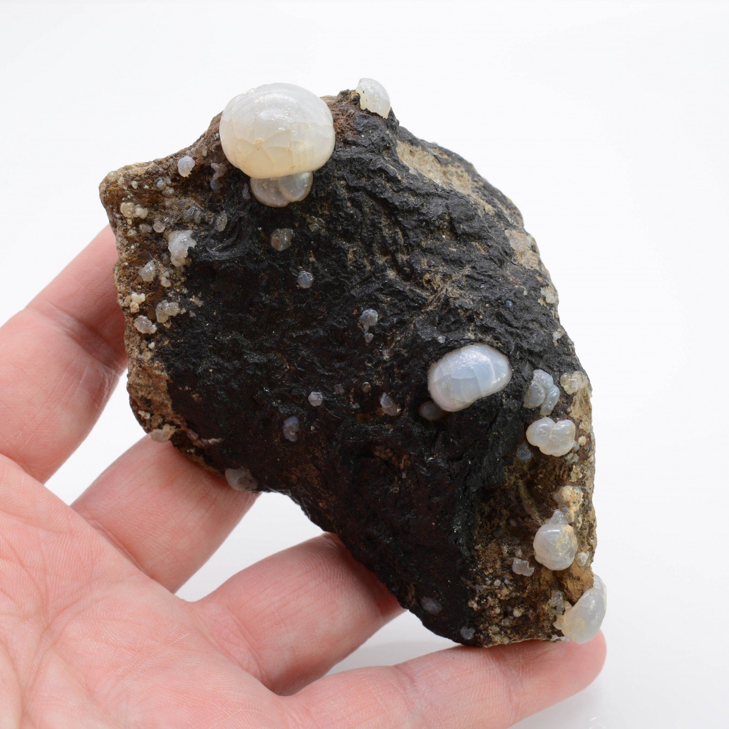 Lussatite sur bitume - Dallet, Puy-de-Dôme, France