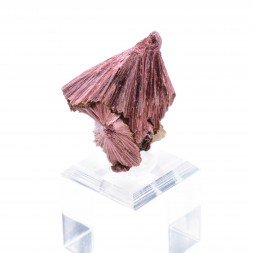 Erythrine - Aghbar, Bou-Azzer, Morocco