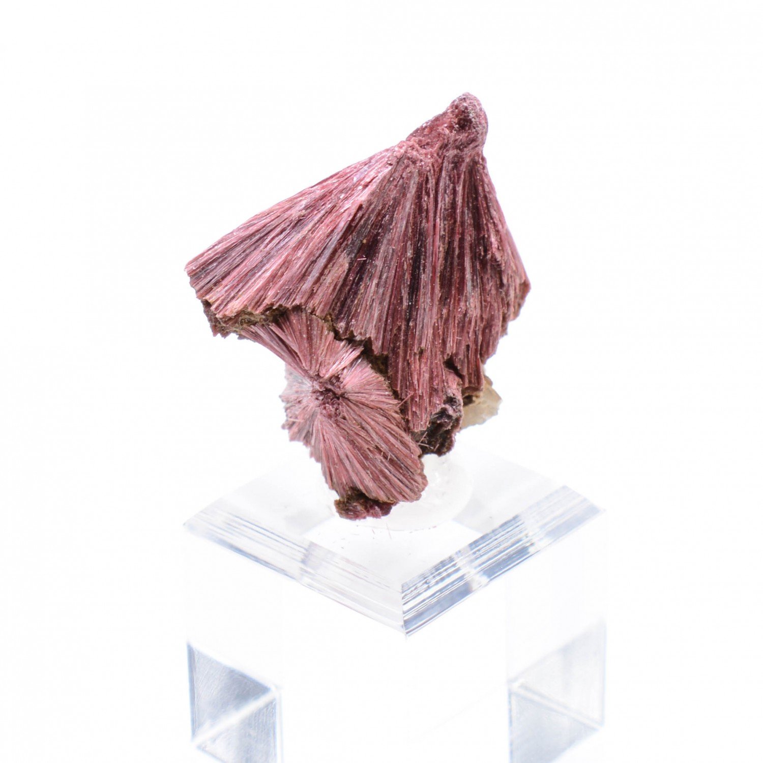 Erythrine - Aghbar, Bou-Azzer, Maroc