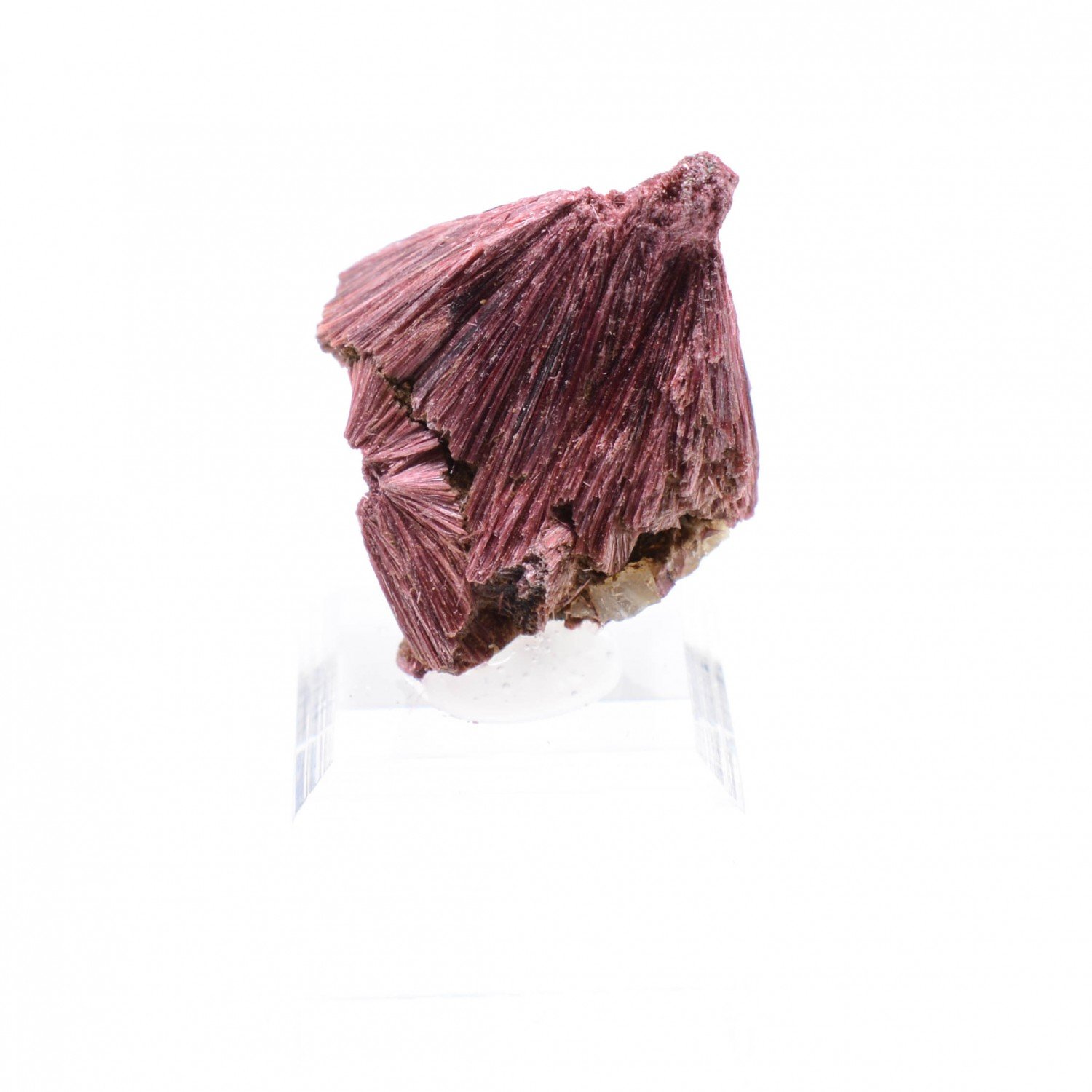 Erythrine - Aghbar, Bou-Azzer, Maroc