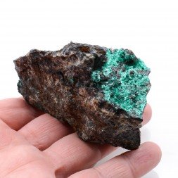 Brochantite - Mine Los Azules, Quebrada San Miguel, province de Copiapó, région d'Atacama, Chili