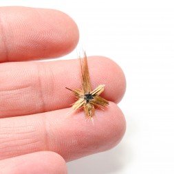 Rutile étoilé - Novo Horizonte, Bahia, Brésil