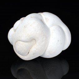 Gogotte - Irhoud, Maroc