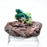 Dioptase et phosphohedyphane - Mindouli, Congo