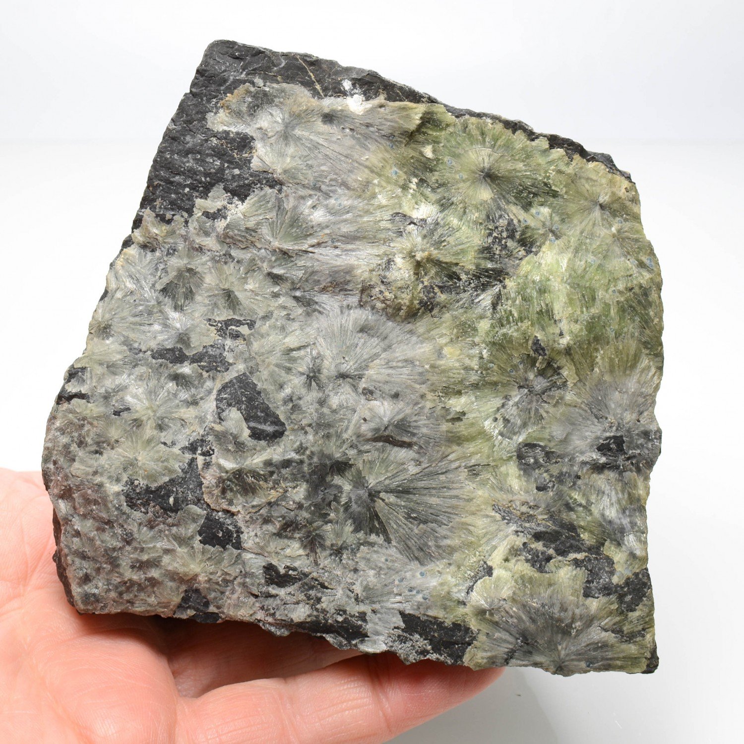 Minyulite (et variscite bleue?) - Carrière de La Floquerie, Pannecé, Loire-Atlantique, France Minyulite (et variscite bleue?) - Carrière de La Floquerie, Pannecé, Loire-Atlantique, France