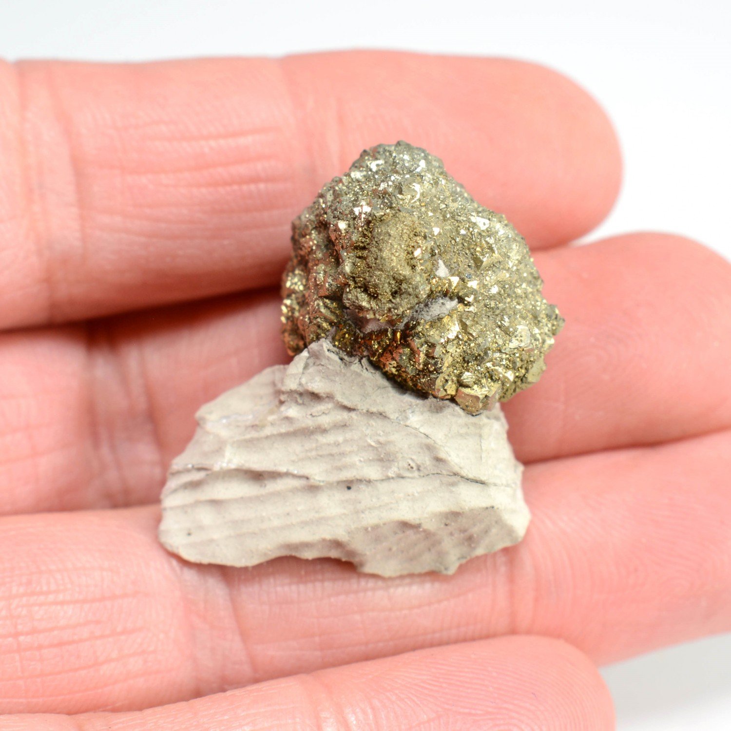 Sperkise, Cap Blanc Nez, Nord, France