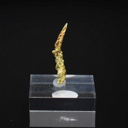 Gold crystallized on quartz - Aouint Ighoumane, Guelmim-Oued Noun region, Morocco