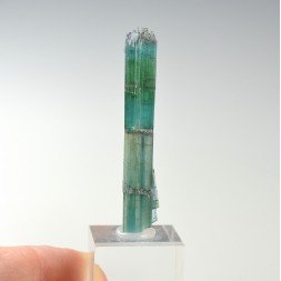 Tourmaline elbaite var.indicolite - Mine Santa Rosa, Itambacuri, Minas Gerais, Brésil