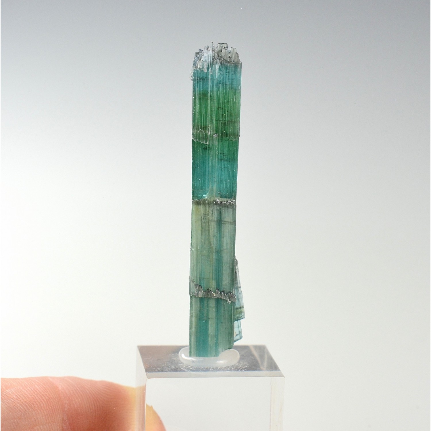 Tourmaline elbaite var.indicolite - Mine Santa Rosa, Itambacuri, Minas Gerais, Brésil