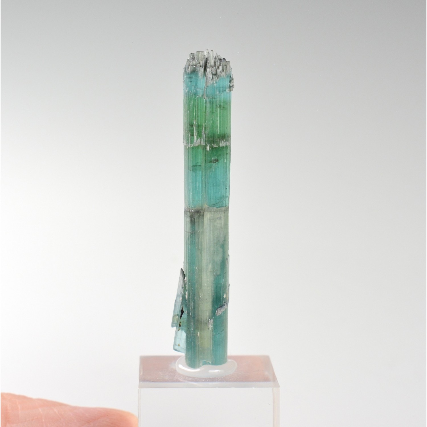 Tourmaline elbaite var.indicolite - Mine Santa Rosa, Itambacuri, Minas Gerais, Brésil