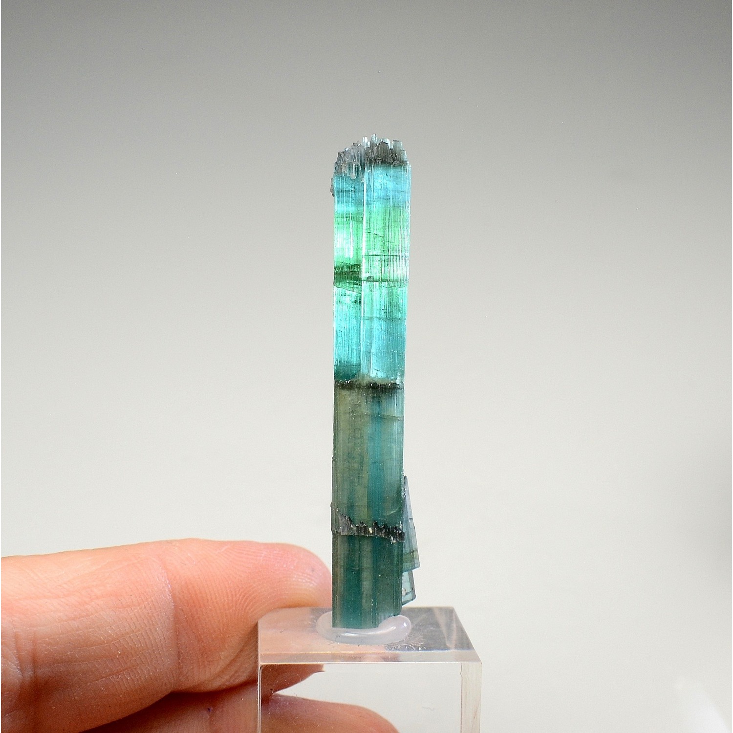 Tourmaline elbaite var.indicolite - Mine Santa Rosa, Itambacuri, Minas Gerais, Brésil