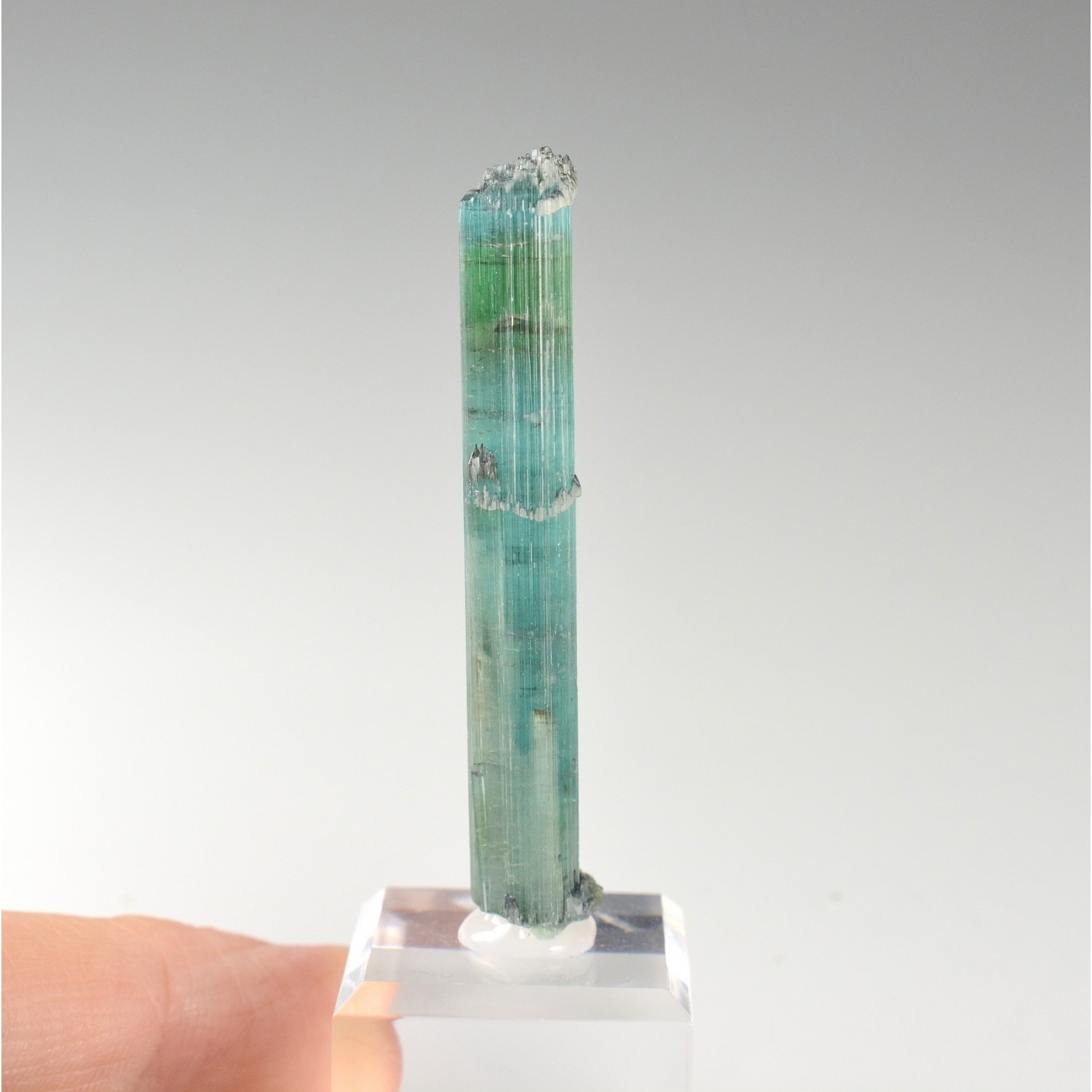 Tourmaline elbaite var.indicolite - Mine Santa Rosa, Itambacuri, Minas Gerais, Brésil