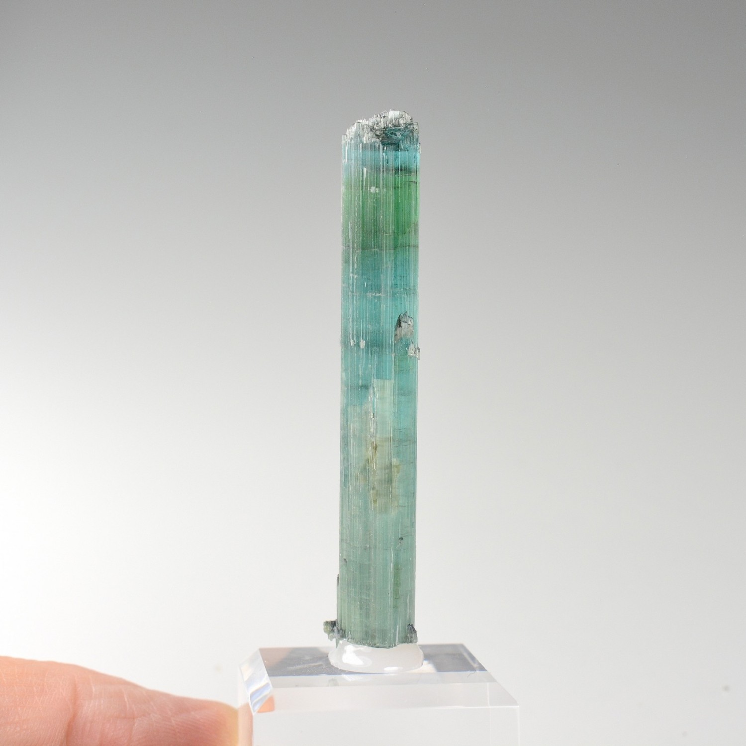 Tourmaline elbaite var.indicolite - Mine Santa Rosa, Itambacuri, Minas Gerais, Brésil