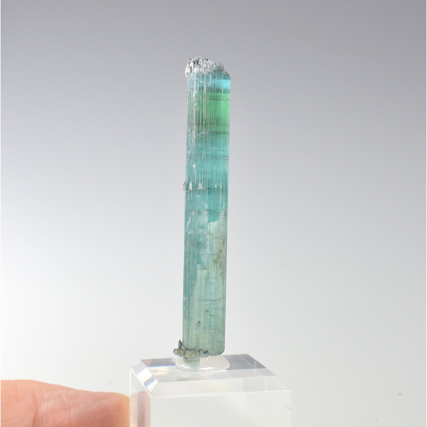 Tourmaline elbaite var.indicolite - Mine Santa Rosa, Itambacuri, Minas Gerais, Brésil