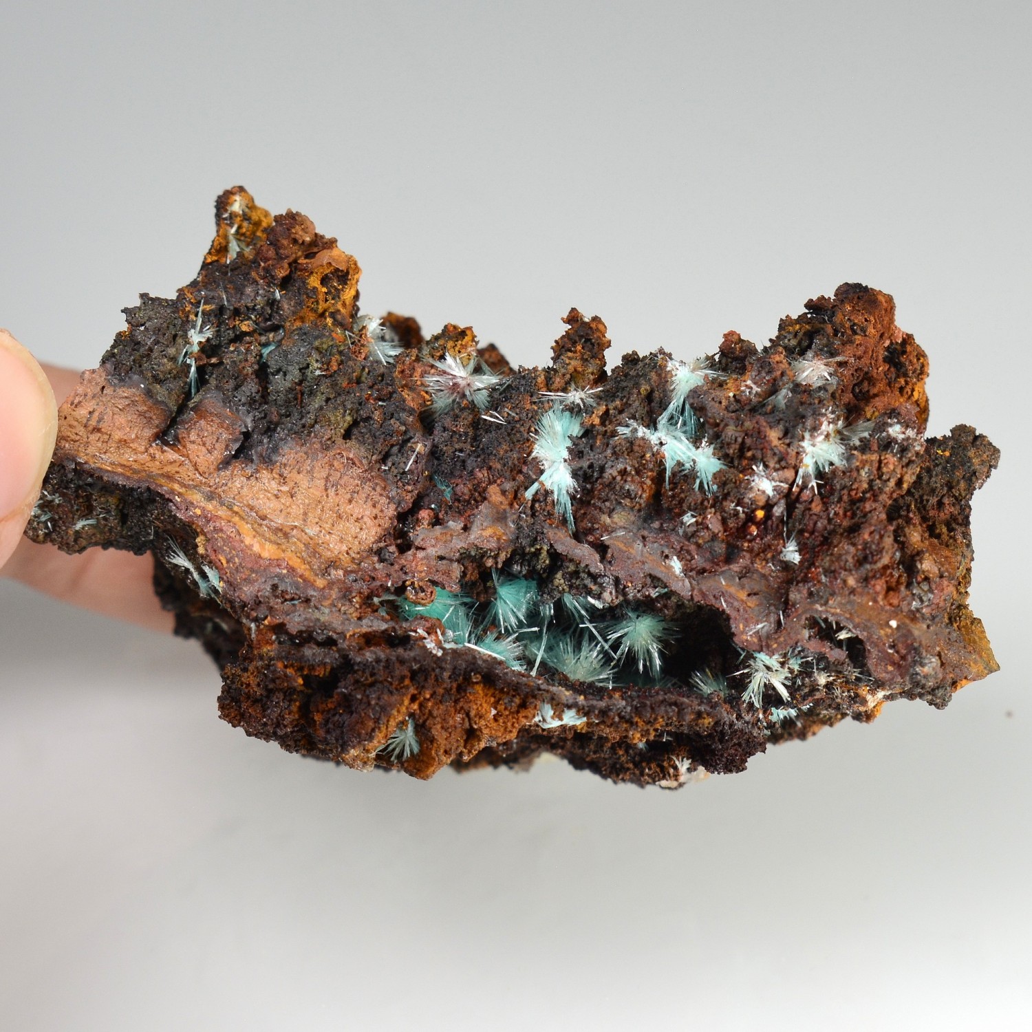 Aurichalcite sur limonite - Mine Ojuela, Mapimi, Durango, Mexique