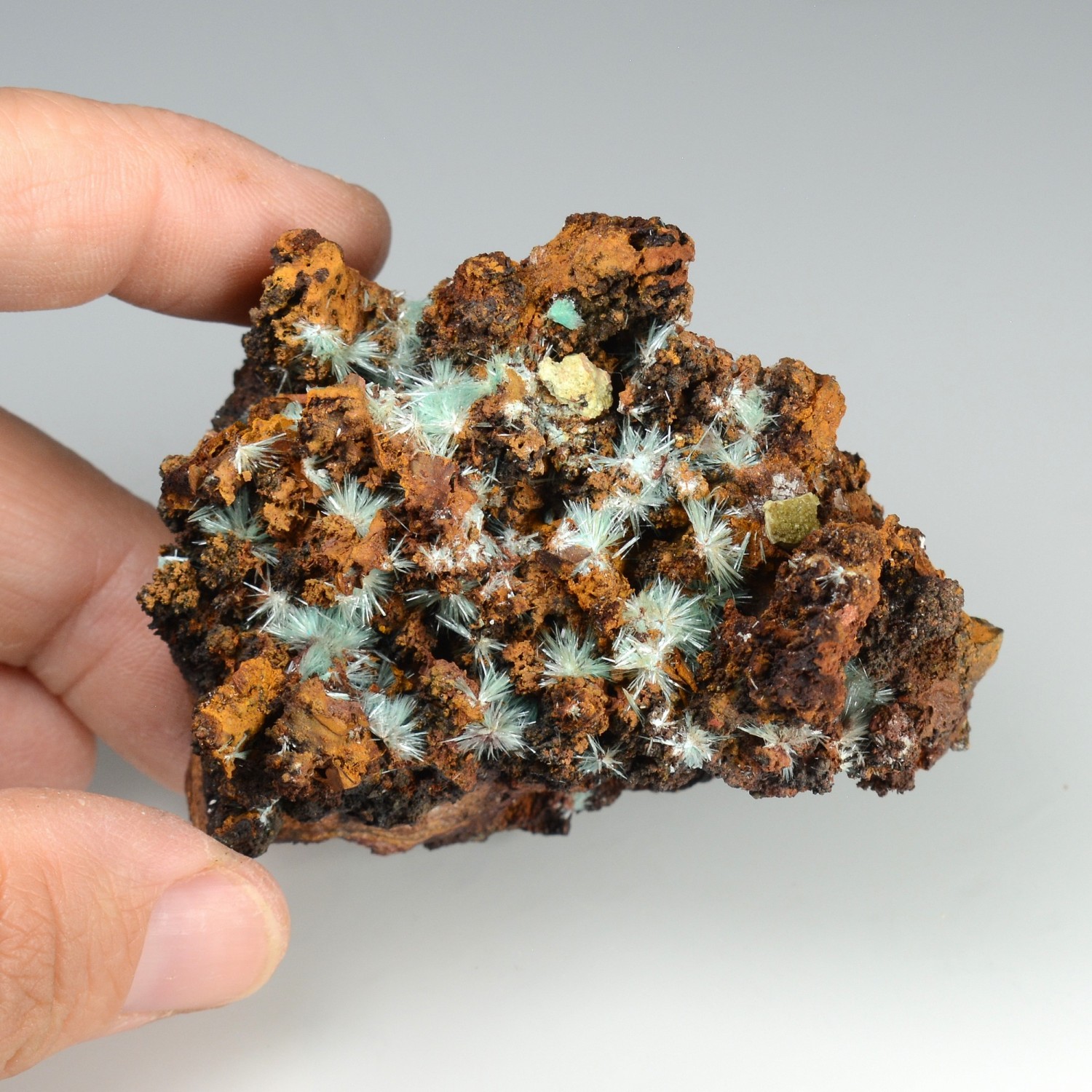 Aurichalcite sur limonite - Mine Ojuela, Mapimi, Durango, Mexique