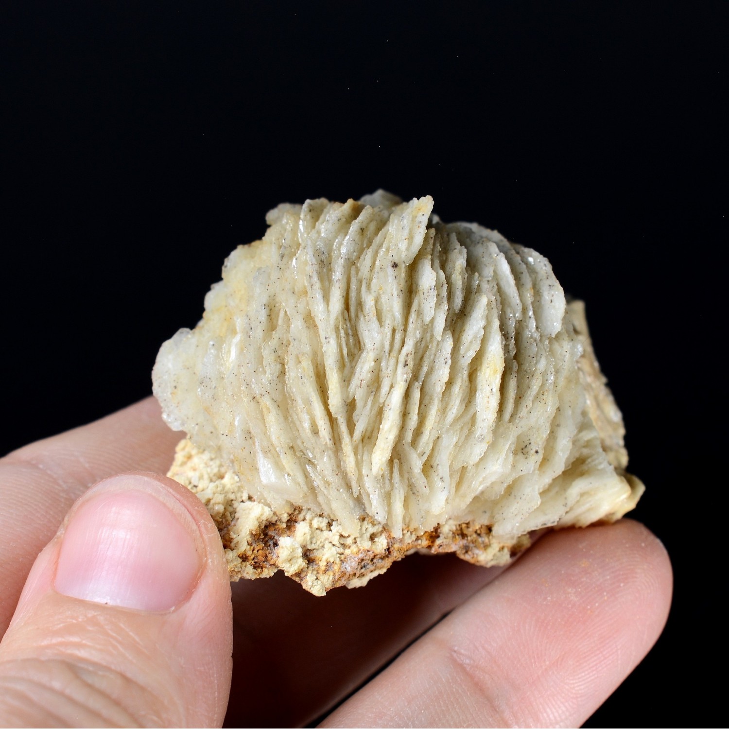 Barite pompom - Saint-Laurent-le-Minier, Gard, France