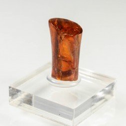 Amber - Chevrière, Oise, France