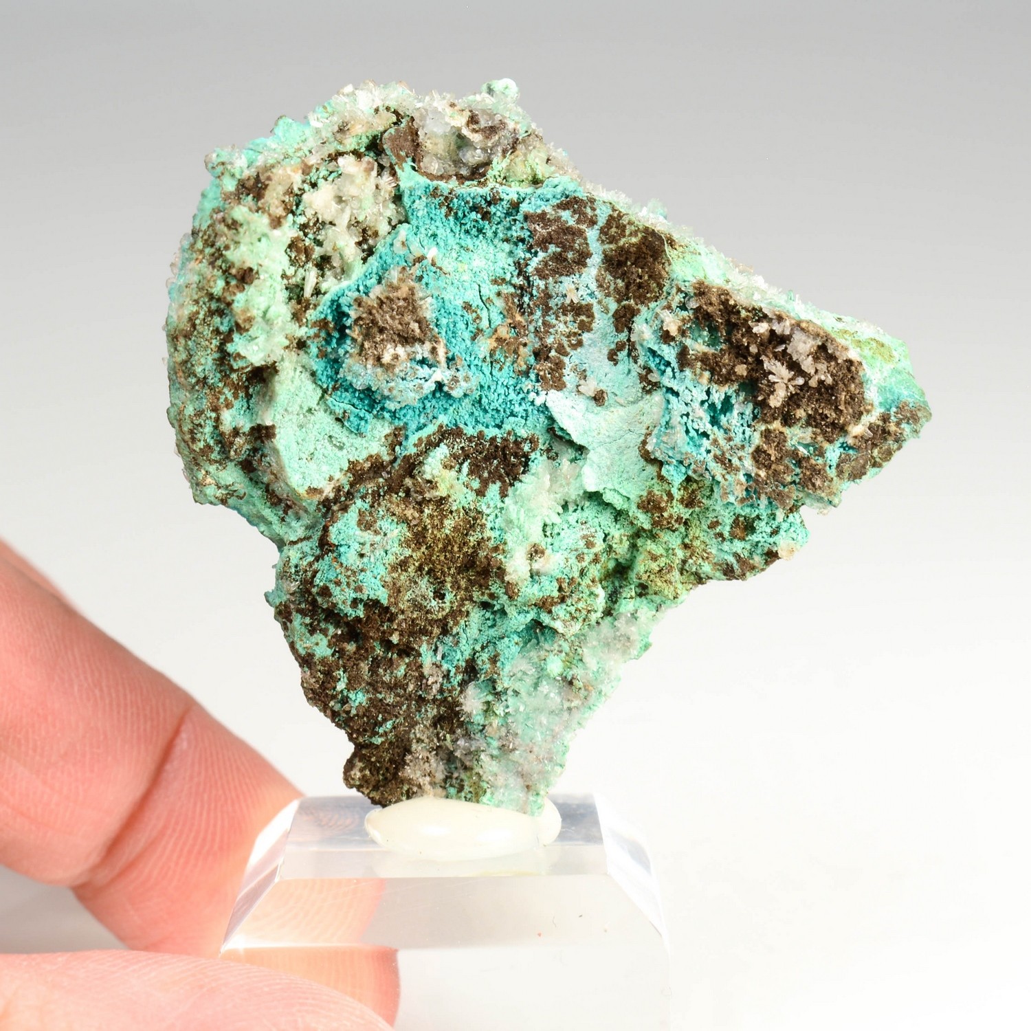 Rosasite, conichalcite, hémimorphite - Mine Ojuela, Mapimi, Durango, Mexique