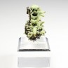 Plumbogummite psm after pyromorphite - Yangshuo Mine, Guilin, Guangxi Province, China