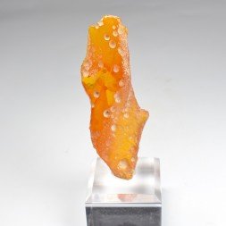 Amber - Chevrière, Oise, France