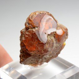 Amber - Chevrière, Oise, France