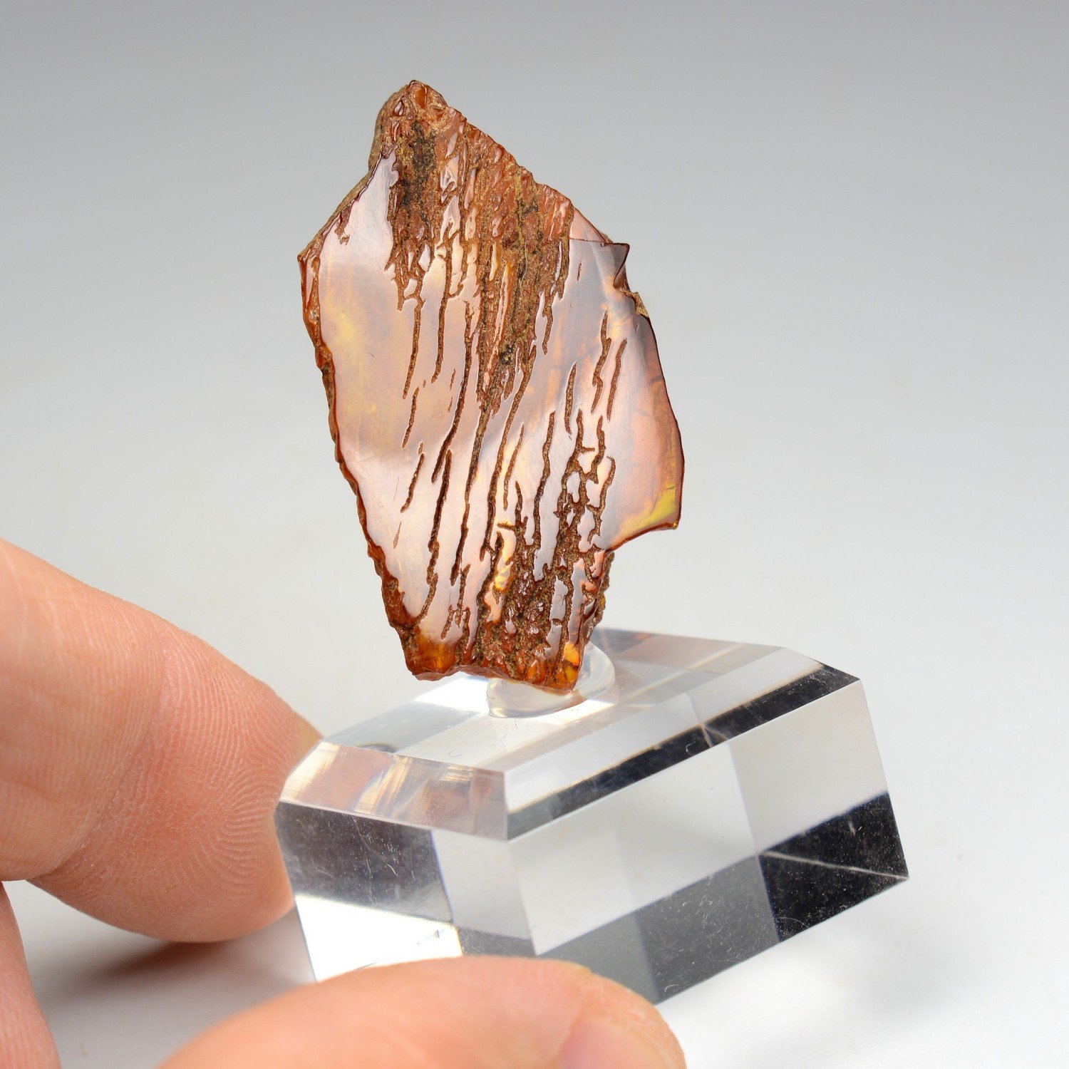 Amber - Chevrière, Oise, France