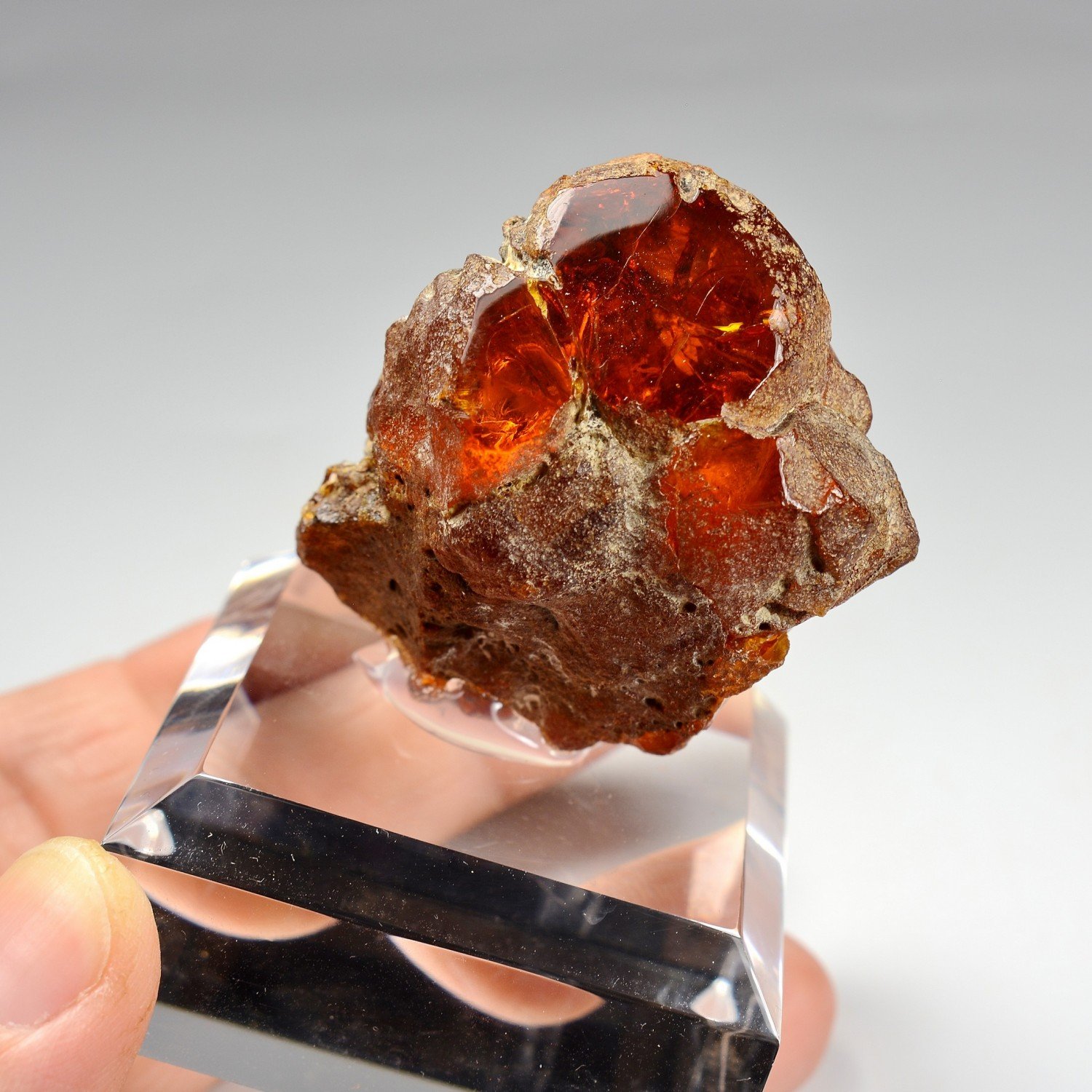 Amber - Chevrière, Oise, France