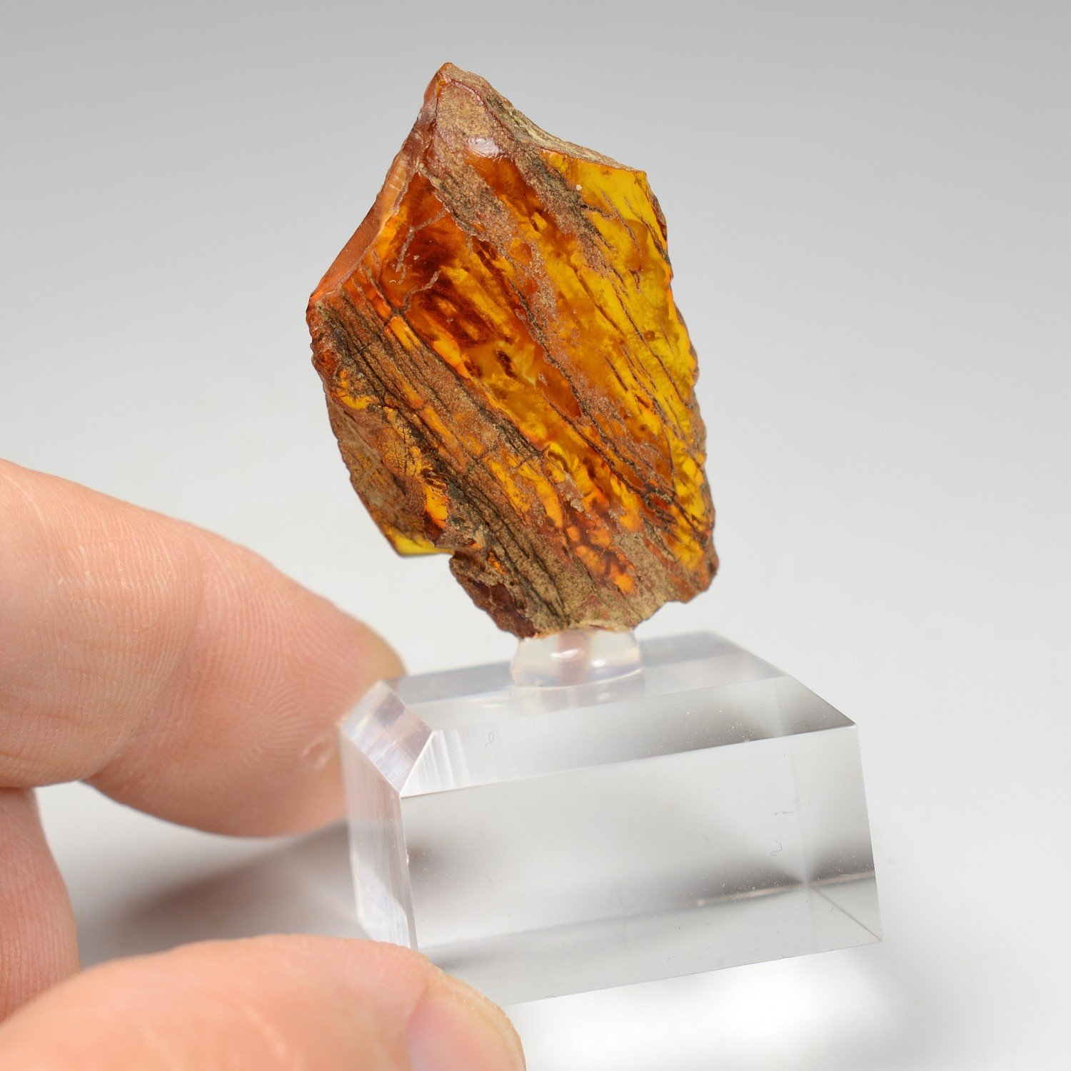 Amber - Chevrière, Oise, France