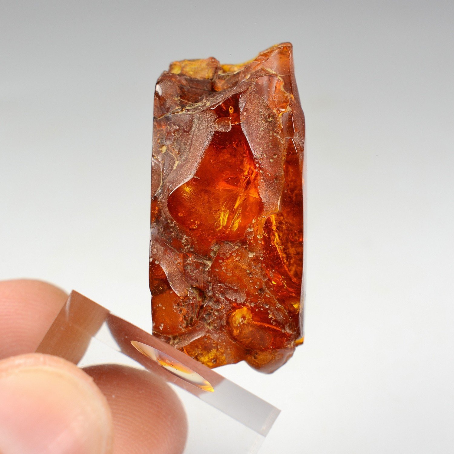 Amber - Chevrière, Oise, France
