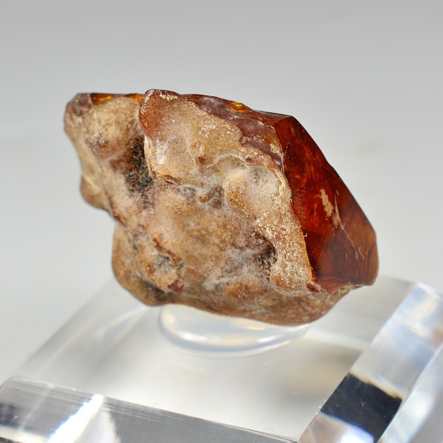 Amber - Chevrière, Oise, France