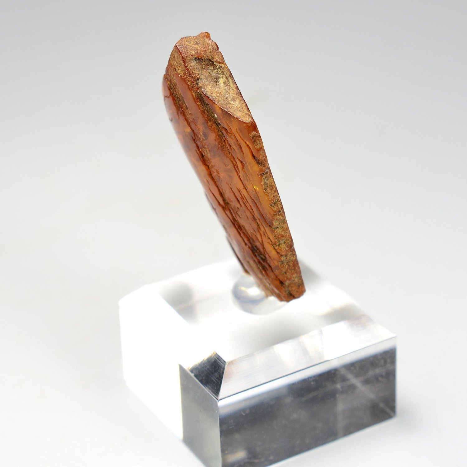 Amber - Chevrière, Oise, France