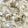 Smoky quartz, adularia and asbestos - Switzerland