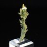 Plumbogummite psm après pyromorphite - Mine Yangshuo, Chine