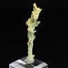 Plumbogummite psm after pyromorphite - Yangshuo Mine, China