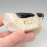 Tourmaline var. schorl dans quartz - Biauchaud, Puy-de-Dôme, France