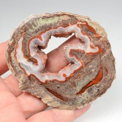 Lithophyse - Esterel, Var, France