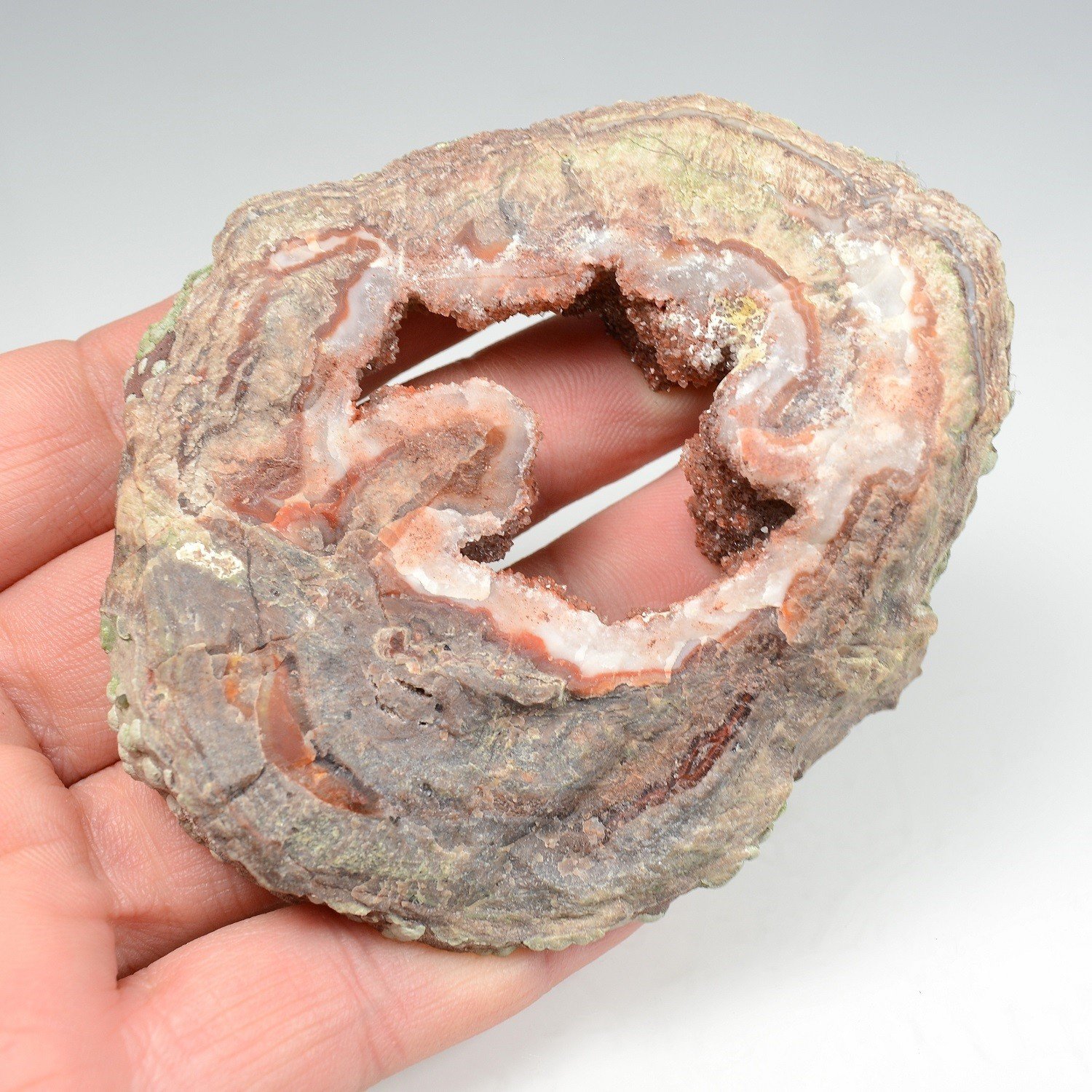 Lithophyte - Esterel, Var, France