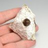 Garnet - Caladroy, Bélesta, Pyrénées-Orientales, France