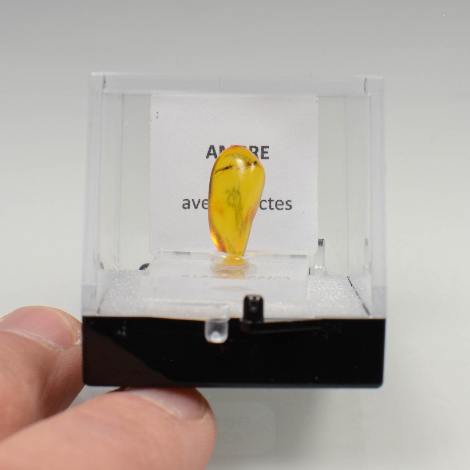 Ambre avec insecte