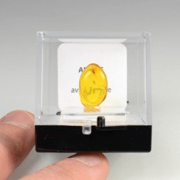 Ambre de la Baltique avec insecte