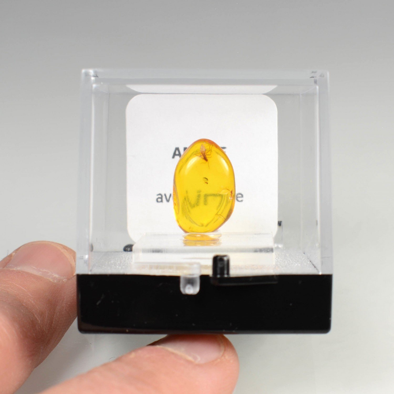 Baltic amber with insect